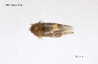 藏品(毒蛾科)的圖片